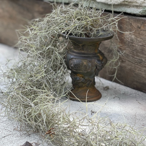 🍄‍🟫How To Care For Your Spanish Moss ,like this post all you need to kno… - Picture 12 of 17
